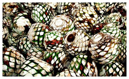 La larga ruta del mezcal artesanal