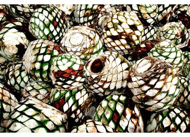 La larga ruta del mezcal artesanal