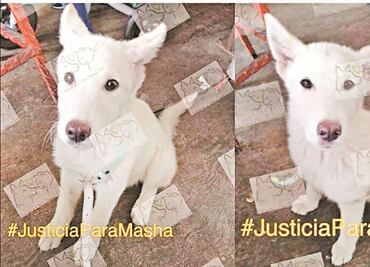 “Además de comerse a mis pollos, Masha atacó a mi hija”