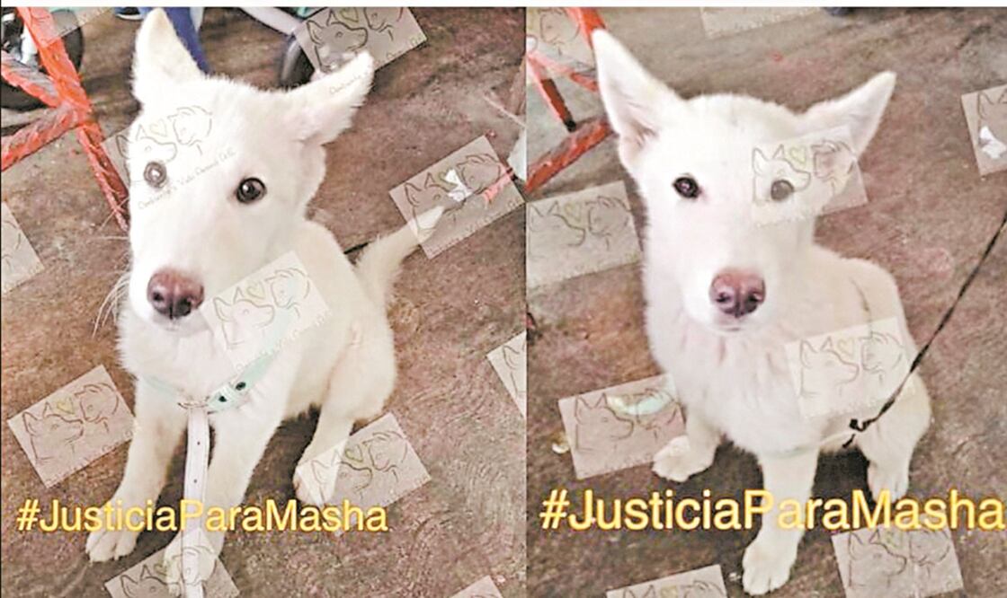 En un video difundido en redes sociales, se observa cómo un hombre mata a Masha con un machete. Foto: ESPECIAL