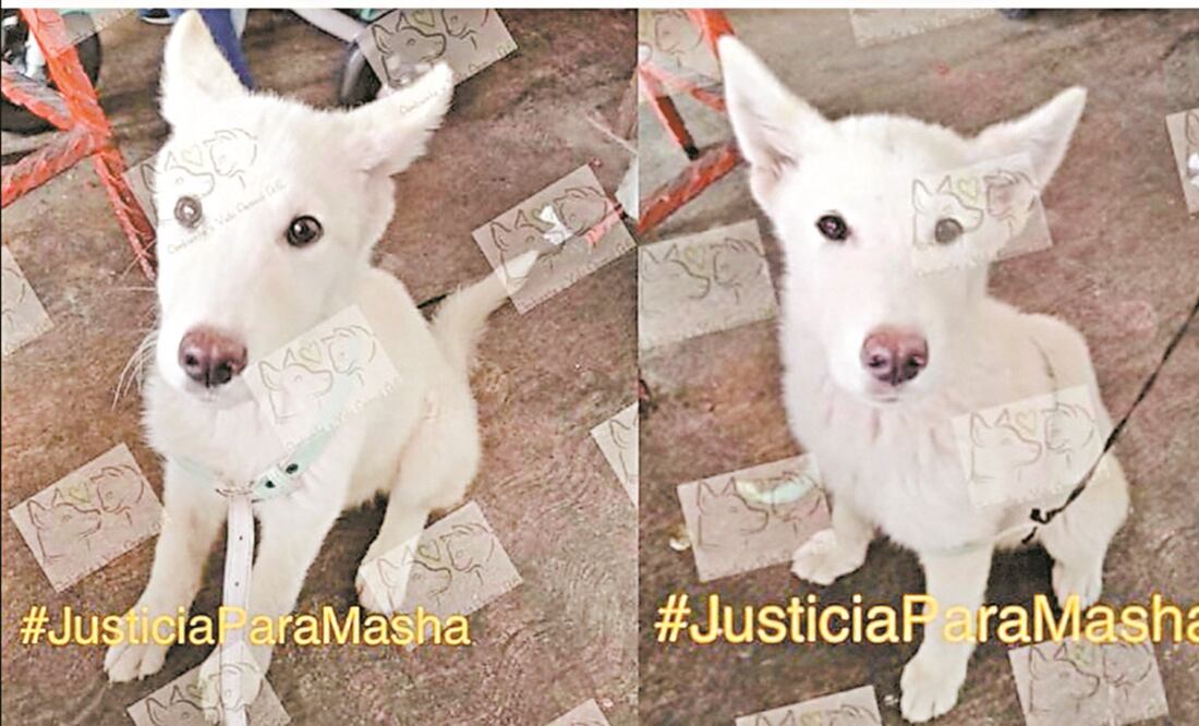 En un video difundido en redes sociales, se observa cómo un hombre mata a Masha con un machete. Foto: ESPECIAL