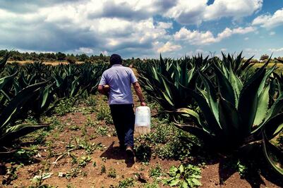 Milpa Bus: recorridos temáticos sin salir de CDMX