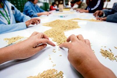 México se abre a mercados para importar arroz