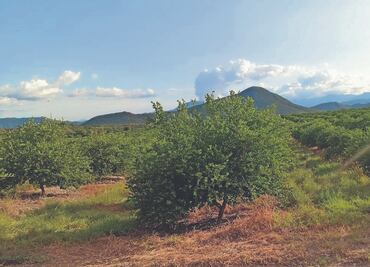 Denuncian limoneros incremento en “impuesto criminal”