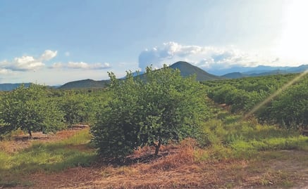 Denuncian limoneros incremento en “impuesto criminal”