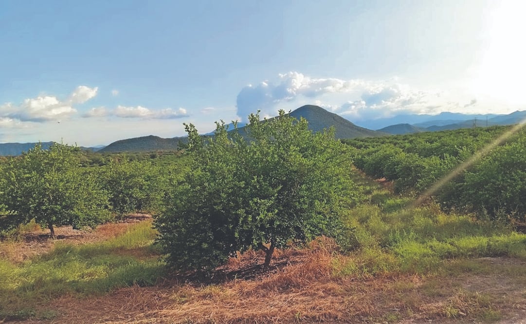 Este miércoles, la mayoría de las huertas de limón de Buenavista y Apatzingán suspendieron el corte de la fruta, ante el aumento de la cuota que imponen los criminales. Foto: CARLOS ARRIETA. EL UNIVERSAL