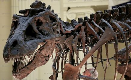 Desentierran restos fósiles de dinosaurio carnívoro en Argentina