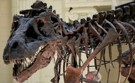 Desentierran restos fósiles de dinosaurio carnívoro en Argentina