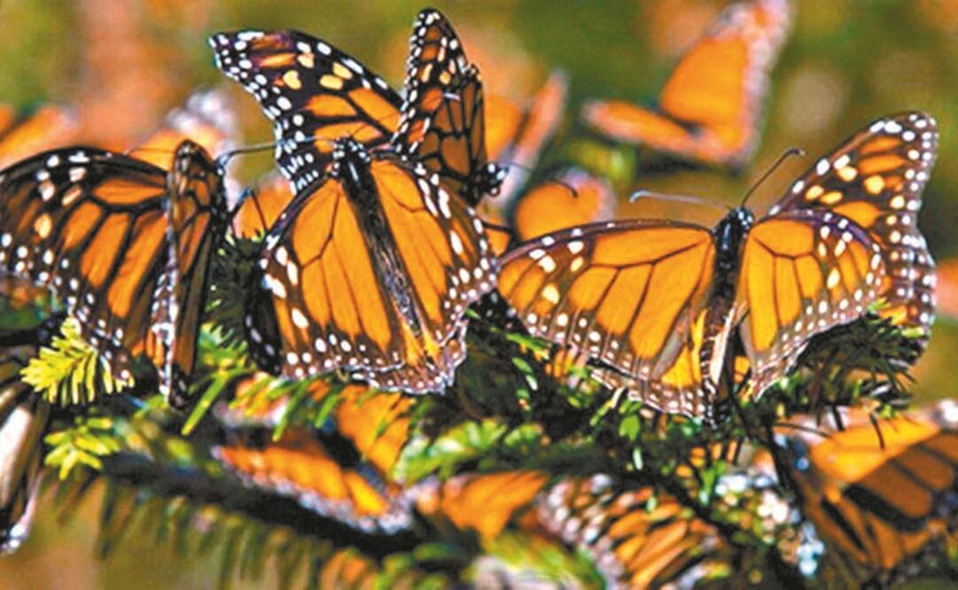 Foto: Archivo EL UNIVERSAL