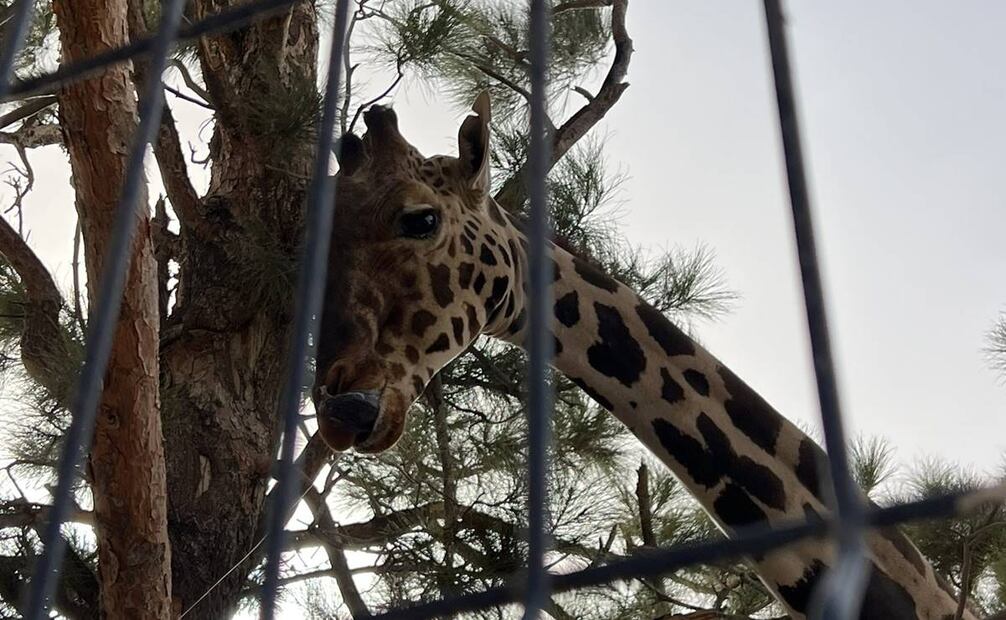 Frank Carlos Camacho destacó que la jirafa “Benito” será un miembro importante en el parque Africam Safari. Foto: X @SalvemosABenito