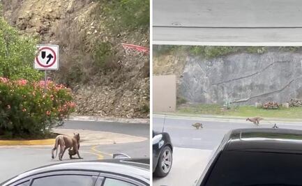 Video: Captan a Puma en calles de Monterrey; graban ataque contra gato y se viraliza