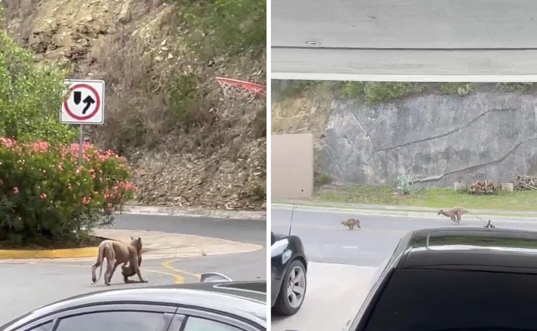 La aparición del felino en calles del sur de la ciudad genera preocupación entre vecinos y usuarios en redes sociales
Foto: Captura de pantalla en X