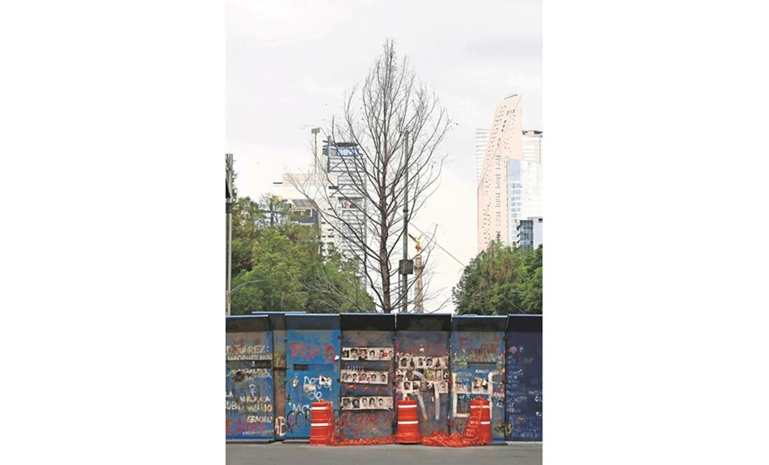 Ahuehuete de Reforma: ven mejoría para la primavera