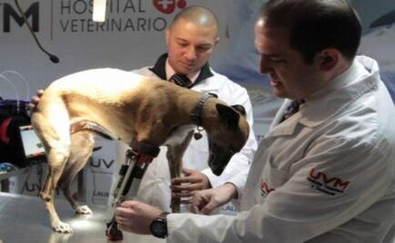 Mexicanos crean prótesis articulada para perro en 3D