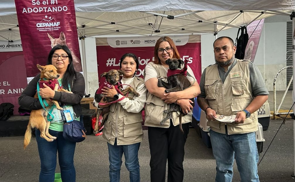 Gobierno del Edomex impulsa adopción de mascotas en Toluca; instalarán módulo en el estadio Nemesio Diez.
Foto: Especial.