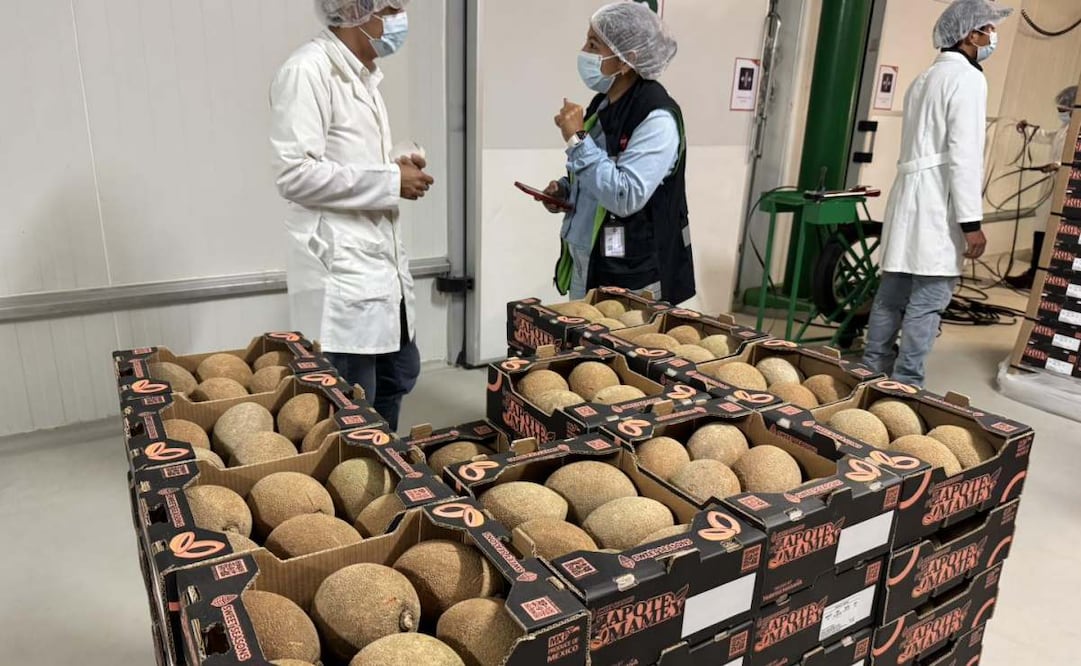 Exporta Yucatán mamey al Reino Unido por primera vez; productores abren mercado internacional.
Foto: Especial.
