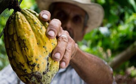 7 datos que no sabías del cacao