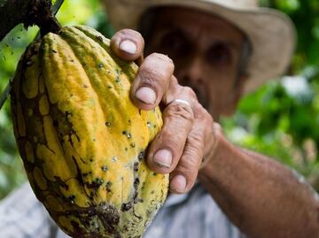 7 datos que no sabías del cacao