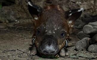 Nace un tapir centroamericano en zoológico de Chiapas; especie está en peligro de extinción