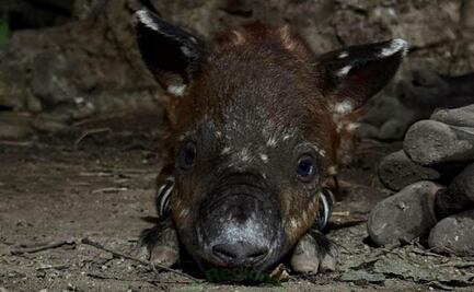 Nace un tapir centroamericano en zoológico de Chiapas; especie está en peligro de extinción