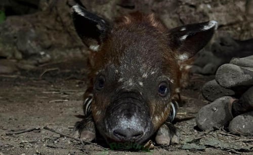 Central American tapir born at Chiapas zoo, boosting conservation efforts