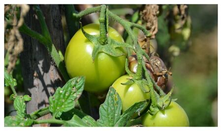 Restaurantes consumen más alimentos orgánicos de las chinampas