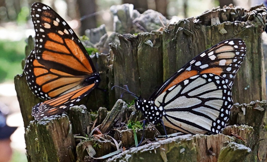 El turismo masivo podría convertir el santuario de la mariposa monarca, en otra pérdida ecológica, alertan funcionarios. Foto: Jorge Alvarado | El Universal