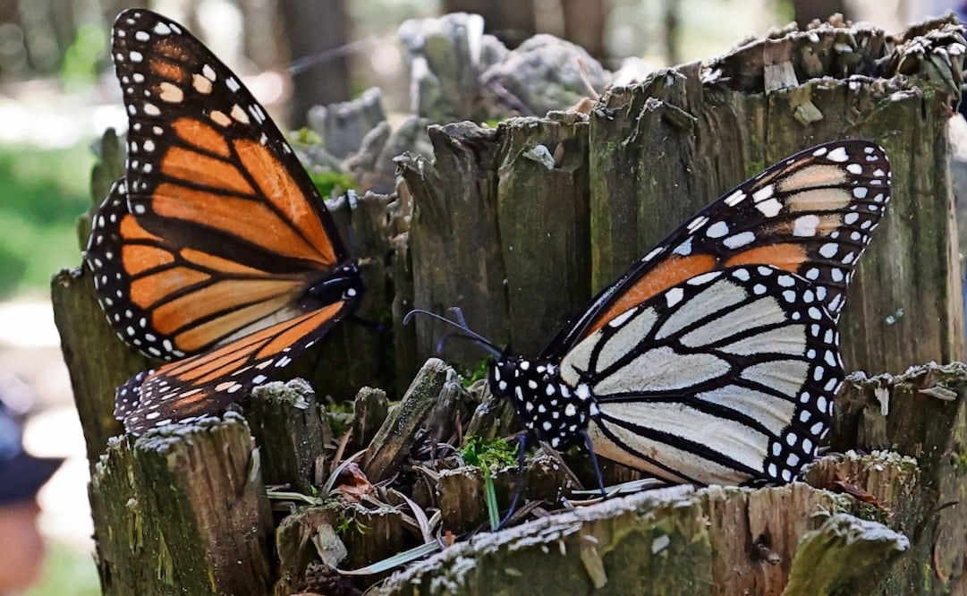 El turismo masivo podría convertir el santuario de la mariposa monarca, en otra pérdida ecológica, alertan funcionarios. Foto: Jorge Alvarado | El Universal