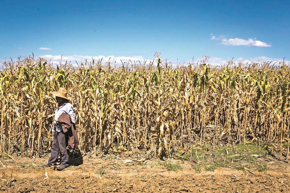 El colectivo señala que para defender el maíz, la ley debe prohibir las siembras experimentales, piloto y comerciales de granos modificados. MARIO ARTURO MARTÍNEZ. EL UNIVERSAL