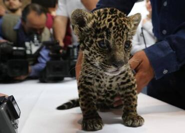 U.S., Mexico wildlife officials draft jaguar recovery plan
