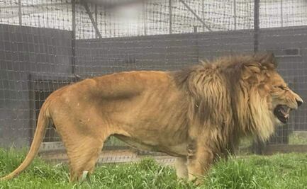 ¿Cuánto come un león y qué cuidados necesita?