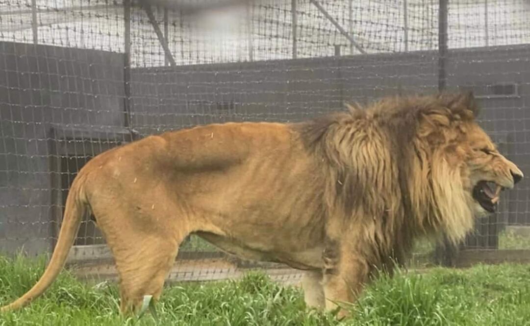 Los leones requieren cuidados específicos como la alimentación y espacios para su esparcimiento. Foto: Especial