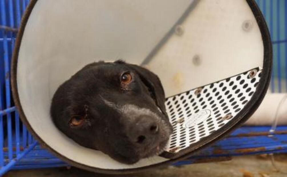 Perrita Luna sobrevive y se recupera en Oaxaca