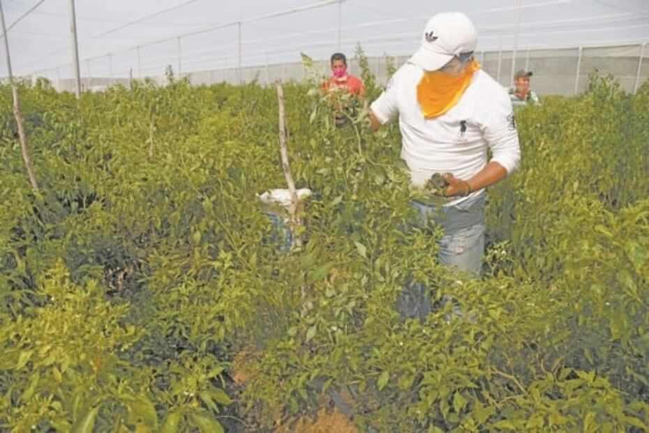 Chilhuacle, el renacer del chile oaxaqueño