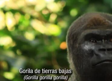 Video. Bantú, uno de los ejemplares más queridos en Chapultepec