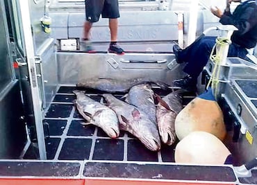 Juez califica de legal la detención del presunto líder de tráfico de totoaba