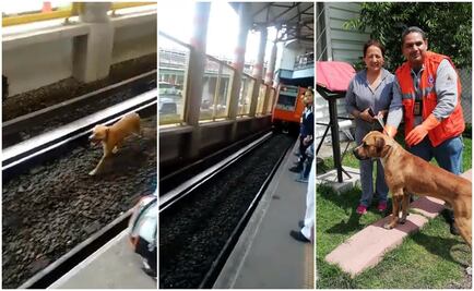 Captan en video a perro cuando pasea en las vías del Metro Impulsora