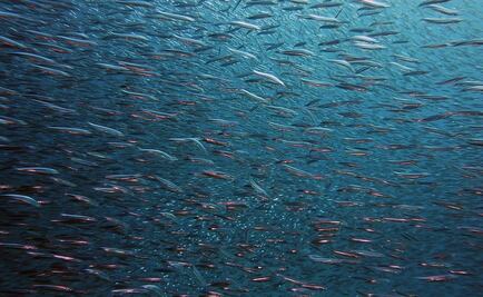 Calentamiento de los océanos reducirá el tamaño de peces de agua profunda, según un estudio