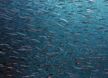 Calentamiento de los océanos reducirá el tamaño de peces de agua profunda, según un estudio