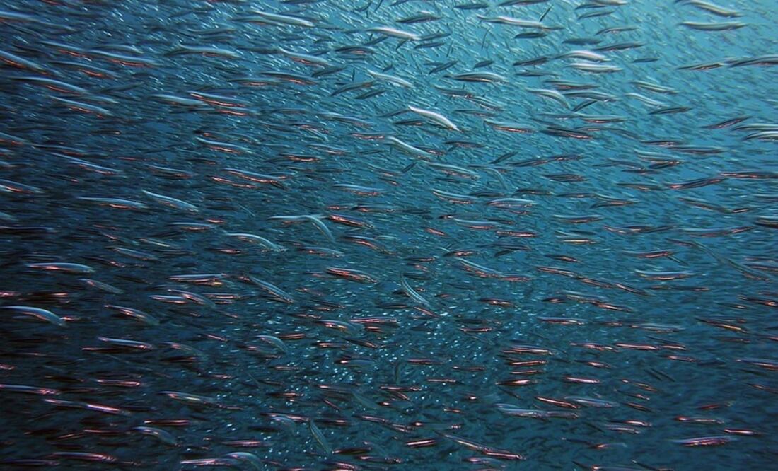 El aumento de la temperatura del agua podría tener consecuencias ecológicas muy importantes. Foto: Ilustrativa. Pixabay