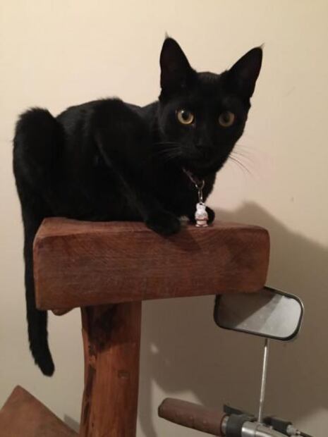 Día del Gato: ¿Por qué lo celebramos tres veces al año?