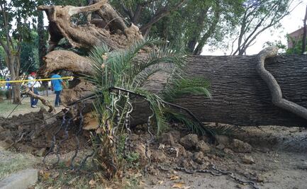 La historia detrás del legendario fresno que sembró Morelos en Oaxaca