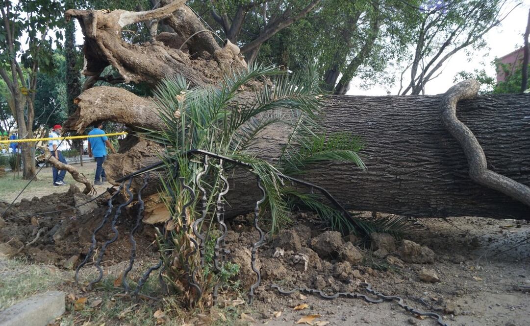 Este jueves, el árbol cayó sobre dos automóviles a causa del viento y el mal estado en el que se encontraba. Foto: Edwin Hernández / EL UNIVERSAL