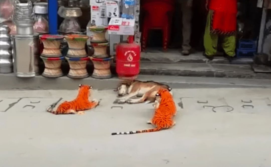 Un video que rápidamente se volvió viral en redes, muestra cómo un perro que estaba durmiendo tranquilamente frente a un local de artesanías, es asustado de forma inesperada