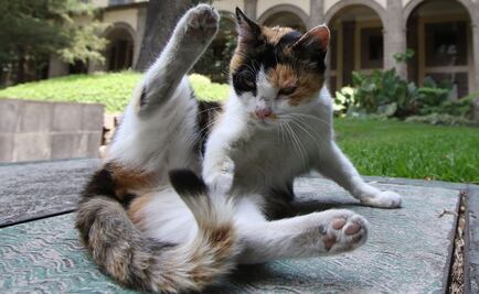 Nueva York busca prohibir la extirpación de uñas en gatos