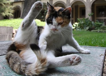 Nueva York busca prohibir la extirpación de uñas en gatos