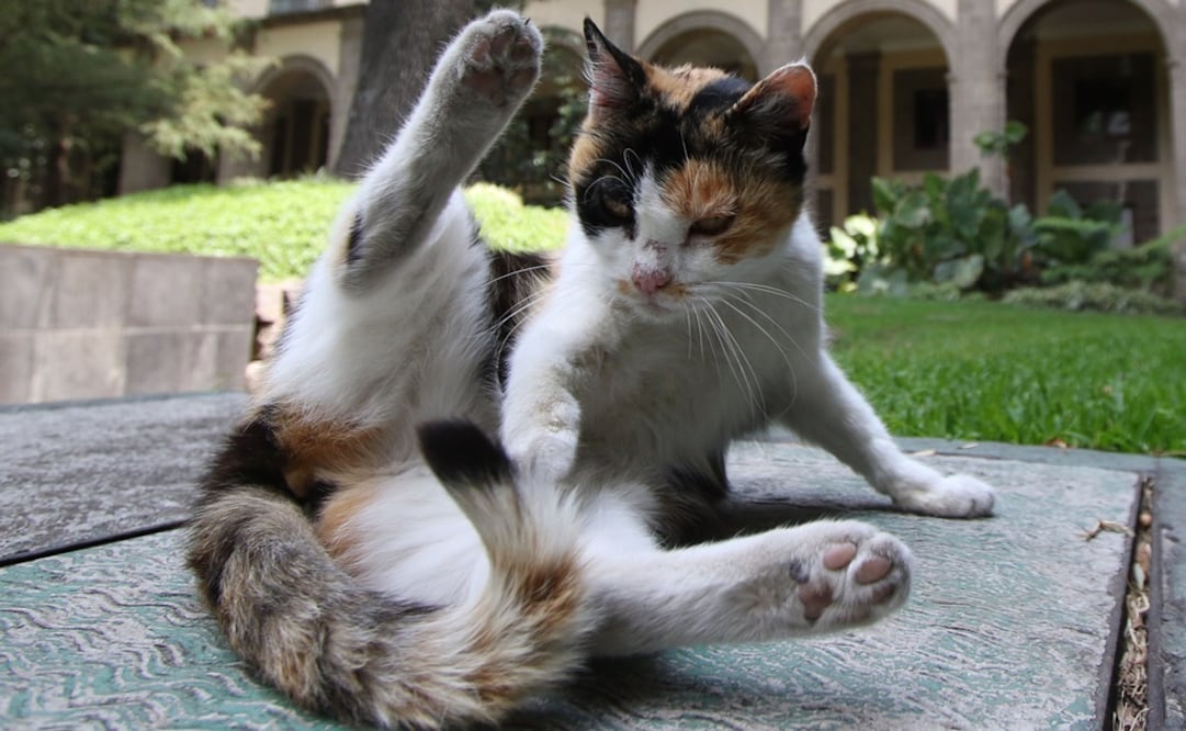 Foto: archivo/ EL UNIVERSAL