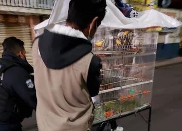 Rescatan a 45 animales de edificio colapsado por explosión de tanque de gas en Puebla