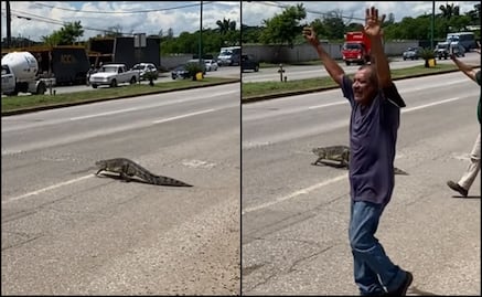 Ciudadanos auxilian a cocodrilo a cruzar avenida en Altamira, Tamaulipas