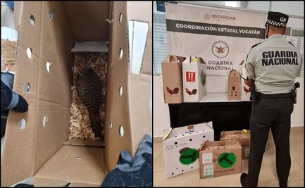Rescatan ocho ejemplares de faisán en aeropuerto internacional de Mérida
